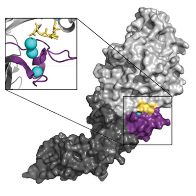 Enzyme-activating antibodies are linked to severe rheumatoid arthritis